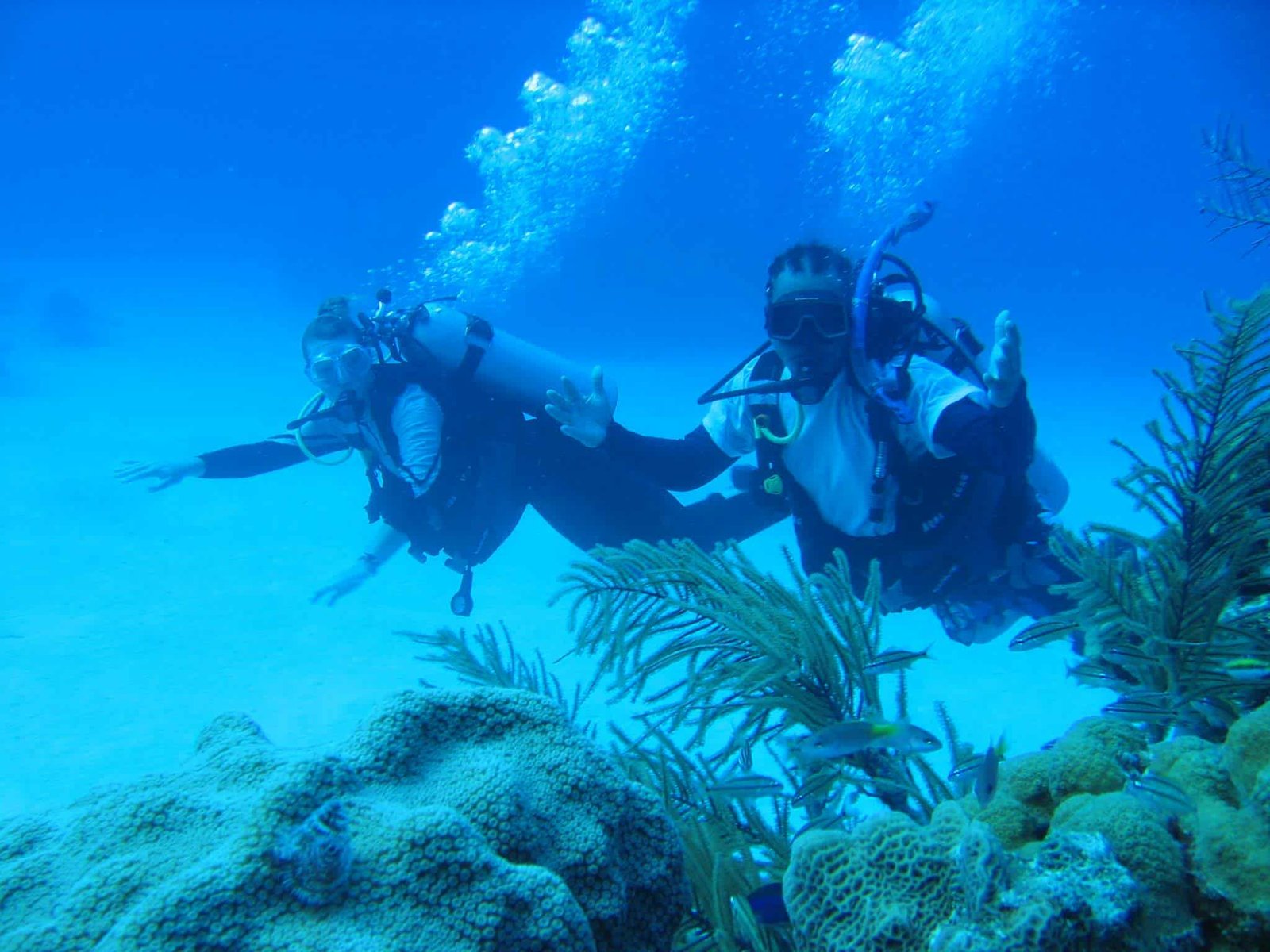 Diving: Explore Unspoiled Reefs and Ocean Walls