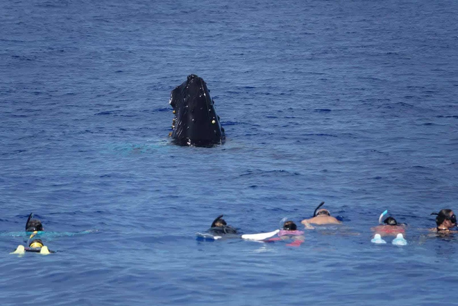 Snorkeling: Explore Pristine Reefs and Aquatic Wildlife