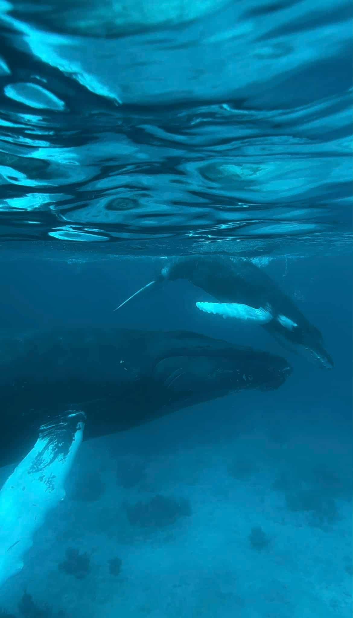 Walk In Guest for Whale Watching